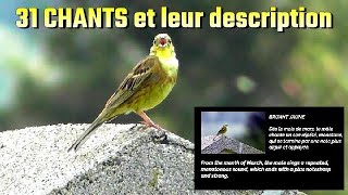 31 CHANTS doiseaux et leur description 1 [upl. by Dranreb]