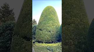 Topiary Techniques for Beginners [upl. by Wickham]