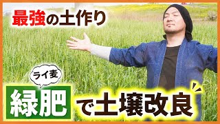 【最強の土作り⛏】緑肥🌾で土壌改良🚜その凄さとは有機栽培には必須～ライ麦 ライ太郎～ [upl. by Wershba]