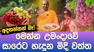 අදහගන්නත් බැරි උමංදාවේ මිදි වත්ත [upl. by Carolus]