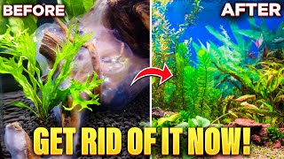 How To Get Rid Of White Algae In Your Aquarium Quick amp Easy [upl. by Verdha]