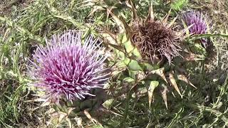 Carciofo selvaticoCardo selvatico Cynara cardunculus L subsp cardunculusCardon Kardone [upl. by Kragh808]