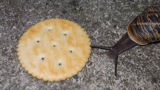 Snail Eating Ritz Cracker But There’s Doom Music [upl. by Anaoj297]