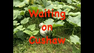 Cushaw Harvest 2024 [upl. by Ocir]