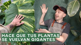 Como hacer tutores para plantas Tutorial simple y completo [upl. by Nnylav]