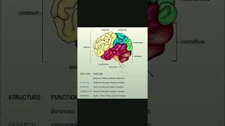 Brain Function humanbody humanbrain humanbrainfacts shortsvideo shortsfeed shortvideo shorts [upl. by Cand]