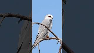 Black Shouldered winged Kite דאה שחורת כתף [upl. by Eindys439]