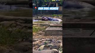 Rani Bhag Byculla Zoo Mumbai ranibagh mumbai bycullazoo animals shortvideo [upl. by Hairu]