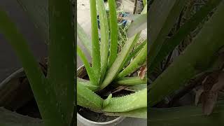 Aloe vera plant 💚shorts plants aloeveraplant gardening garden aloverabenefits alovera [upl. by Neyuh]