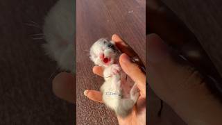 Timelapse Kitten Munchkin 1 Hour  96 Hours 😻 kitten kucinglucu timelapse anakkucing [upl. by Jaddo523]