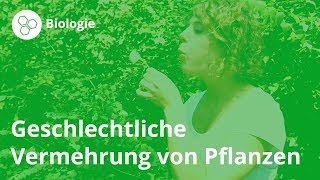 Geschlechtliche Vermehrung So vermehren sich Pflanzen – Biologie  Duden Learnattack [upl. by Liesa]