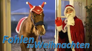 2 Fohlen zu Weihnachten  Jack amp Joey müssen vor den Schlitten um Weihnachten zu retten [upl. by Elaine]