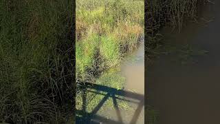 Brisbane Water Lawn Lilaeopsis brisbanensis in Brisbane River natural habitat [upl. by Deenya]