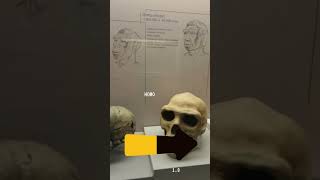 El procés dhominització eso historia hominització [upl. by Millburn692]