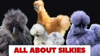 Silkie Chickens Everything You Need to Know about Silkie Chicken [upl. by Barvick]