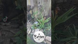 Recouping after Hurricane Beryl Takes time to rebuild Planting new milkweed and adding soil [upl. by Rodgers502]