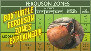 Box Turtle Ferguson Zones Explained with link to pdf in description [upl. by Dolph]