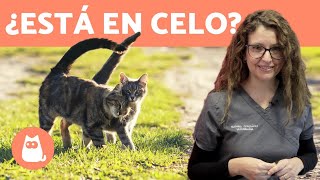 CELO en GATAS 🐱 ¿Cuándo empieza ¿Síntomas TODAS LAS RESPUESTAS [upl. by Wylde]