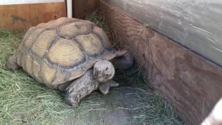 Outdoor DIY Sulcata Tortoise Housing In Cooler Climates [upl. by Cleavland670]