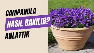 Campanula Maviş Çiçeği Bakımı  Queen® Türkiye [upl. by Levina]