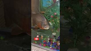 Piranha Fish piranha fish moviepiranha fish tankpiranha attackpiranha feedingred belly piranha [upl. by Jeri]