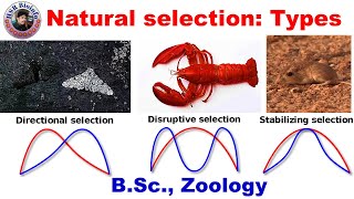 Natural Selection  directional  Disruptive  Stabilizing  Evolution  HSR Bioinfo [upl. by Atinuhs]