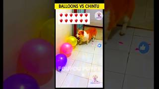 चिंटू ने गुब्बारे फोड़े  dog and balloons  puppy with balloons poppingballoon gubbare balloon [upl. by Enelam]