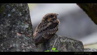 The Mysterious calls of the nightjar bird Natures lullaby ❤️ birds nightjarlullabyofbirdland [upl. by Eciralc601]