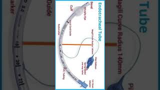 Part of Endotracheal Tube [upl. by Nalyk]