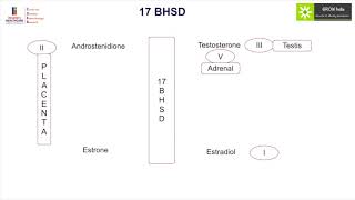 GROW Society Adrenal Learning Module Steroidogensis Part II [upl. by Eecart]