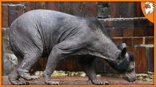 The 10 Most Terrifying Real Mutations Animal [upl. by Ambrosio]