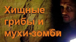 Хищные грибы и мухизомби в пещере Козлёнок у реки Тосна [upl. by Sallyanne]