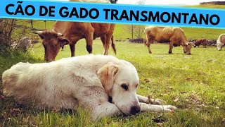 Cão de Gado Transmontano  Transmontano Mastiff  Facts and Information [upl. by Burg978]