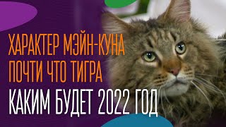 Характер мэйнкуна Почти что тигра Каким будет 2022 год [upl. by Drawd]