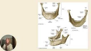 Anatomi Mandibula dan Musculus Masticatores [upl. by Ahras674]