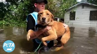 LifeSaving Tips to Protect Your Animal Companions During Natural Disasters [upl. by Ferreby]