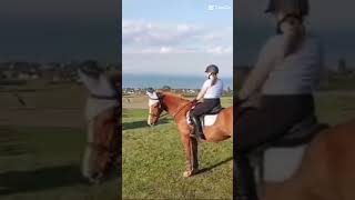 A horse reared up and fell over shortsfeed horse equestrain fypシ゚viral [upl. by Rochemont314]