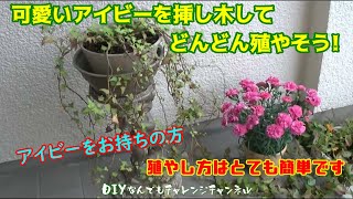 【アイビーの増やし方】可愛いアイビー（ヘデラ）を挿し木してどんどん殖やそう！殖やし方はとても簡単です。 [upl. by Atimad]