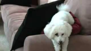 Bichon Frise playing to Gershwins Walking the Dog [upl. by Yemaj]