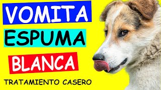 REMEDIOS CASEROS para mi perro que VOMITA ESPUMA BLANCA [upl. by Stew288]