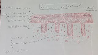 Drawing of keratinized amp non keratinized epithelium dentistry oralhistology [upl. by Pacificas]