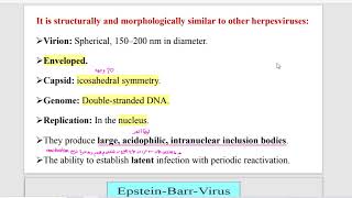 Microbiology HLS  Epstein barr virus [upl. by Gilbye]