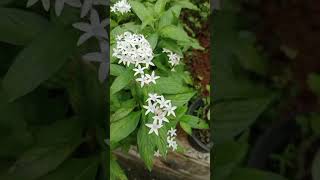 Pentas plant 🌵 ☘️🦋 white colour 🤍 🤍 🤍 🤍 [upl. by Yelnikcm]