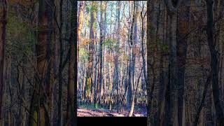 Exploring Congaree National Park [upl. by Noiz733]