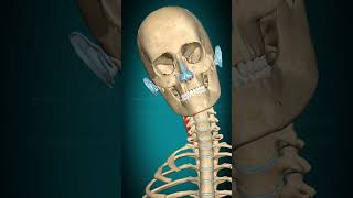 Splenius cervicis muscle action Vertebral column Lateral flexion muscle anatomy [upl. by Attenov]