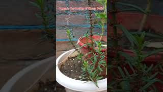 medicinal plant Ammannia baccifera herbal nature shortsfeed viralvideos videos flowers [upl. by Irrek]