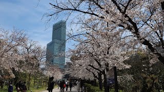 天王寺公園の桜 [upl. by Mercier]