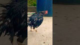 The Mianwali Murga A Masterclass in rooster fight [upl. by Gniliem]