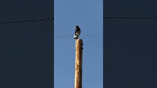 Swainson’s hawk in the accipitrifomes order birdspecies birdenthusiastBirdsOfPrey BirdLover [upl. by Merralee]