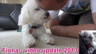 Fiona the blind dog  new video update 2013 hope [upl. by Nealy143]